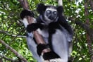Lemur Indri
