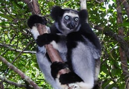 Madagaskar - to nej z jižní a západní části ostrova