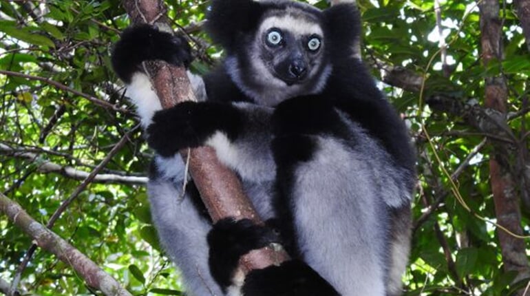 Lemur Indri