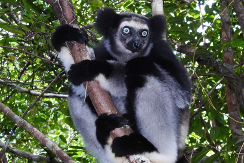 Lemur Indri
