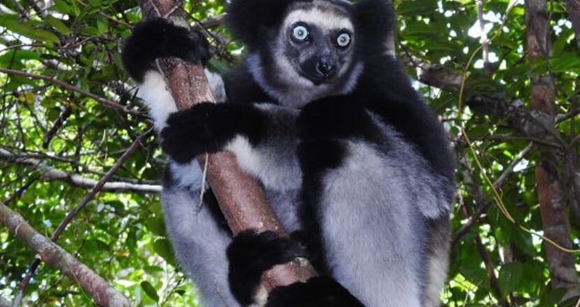 Lemur Indri