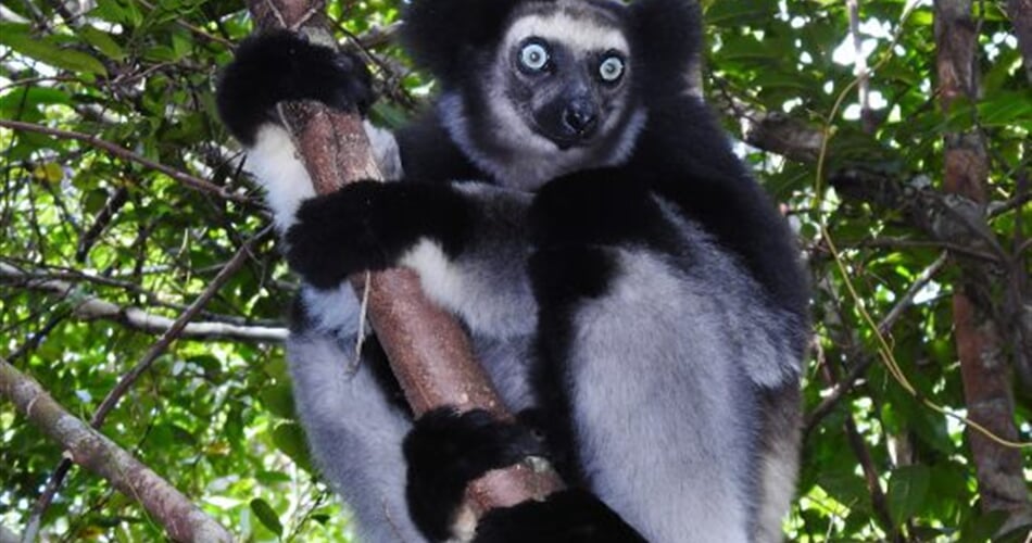 Lemur Indri