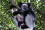 Lemur Indri