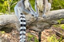 Lemur Kata