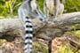 Lemur Kata
