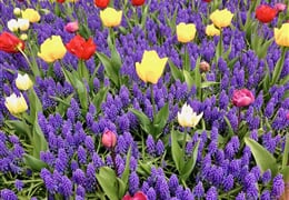 Amsterodam - Rozkvetlé Nizozemsko a Amsterdam s návštěvou Keukenhofu