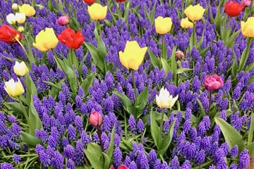 Amsterodam  - Rozkvetlé Nizozemsko a Amsterdam s návštěvou Keukenhofu