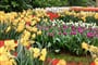 Cibule jsou všude Keukenhof 