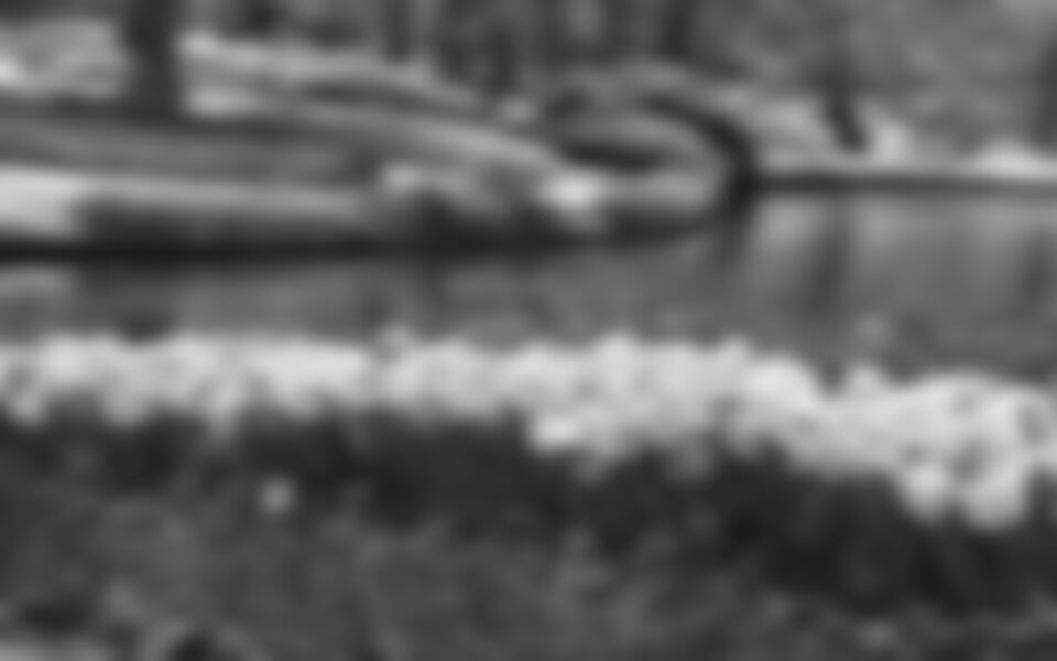 Za krásou holandských květin