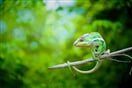 Chameleon 02
