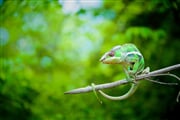 Chameleon 02