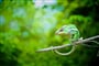 Chameleon 02