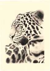 Na lovu XIII
