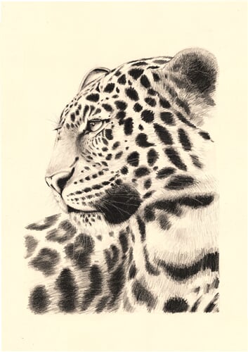 jaguar.28bez podpisu