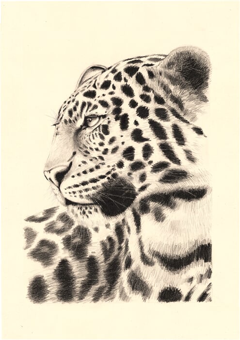 jaguar.28bez podpisu