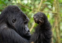Uganda - to nejlepší z africké fauny, trek za horskými gorilami i za šimpanzi
