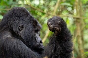 Uganda - to nejlepší z africké fauny, trek za horskými gorilami i za šimpanzi