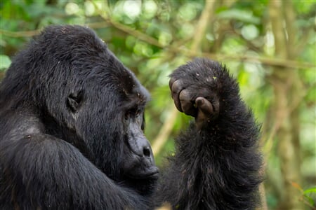 Uganda - to nejlepší z africké fauny, trek za horskými gorilami i za šimpanzi
