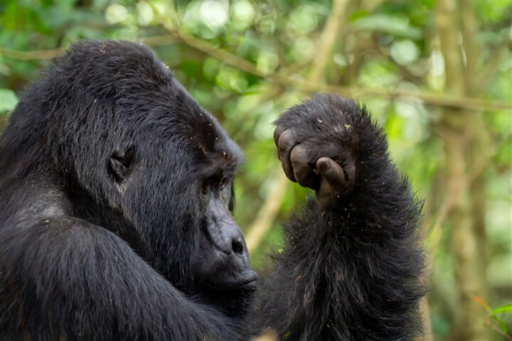 Uganda - to nejlepší z africké fauny, trek za horskými gorilami i za šimpanzi