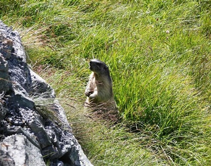 Grossglocknerská silnice 02