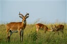Uganda   antilopa kob 02