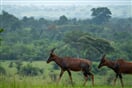 Uganda   antilopa topi 02