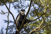 Uganda   gueréza pláštíková
