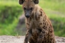 Uganda   hyena