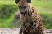 Uganda   hyena