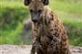 Uganda   hyena