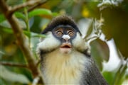 Uganda   kočkodan husarský