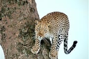 Uganda   levhart 01