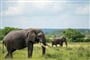 Uganda   slon 01