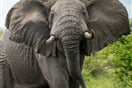 Uganda   slon 02