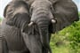 Uganda   slon 02