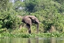 Uganda   slon 03