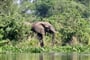 Uganda   slon 03