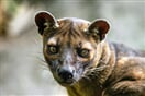 Fosa