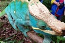 Chameleon Parsonův 01