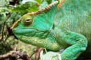Chameleon Parsonův 02