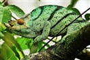 Chameleon Parsonův 03