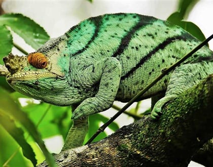 Chameleon Parsonův 03