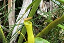 Láčkovka Nepenthes pervillei