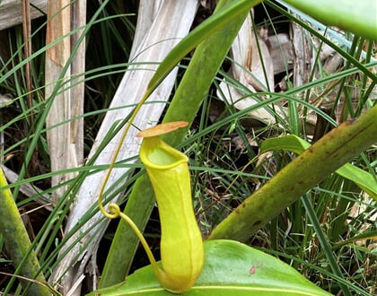 Láčkovka Nepenthes pervillei