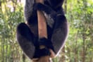 Lemur indri 02