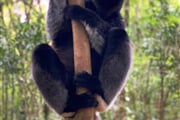 Lemur indri 02