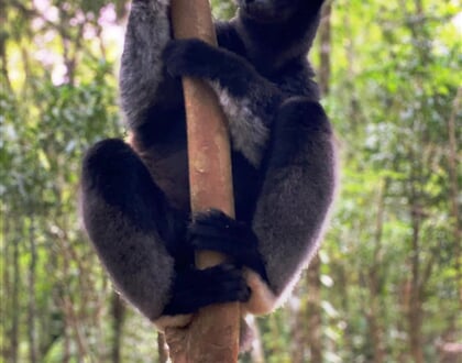 Lemur indri 02