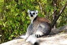 Lemur kata 02