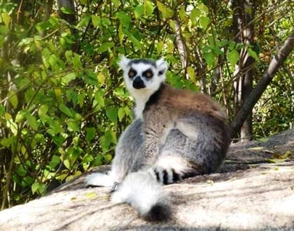 Lemur kata 02