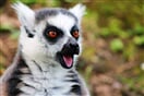 Lemur Kata